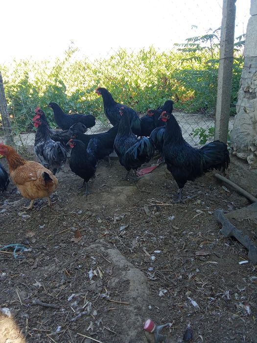 Cocosi australop