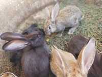 Кролики Фландер, цены  в зависимости от возраста кролика.