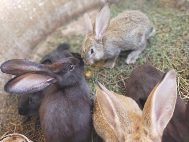 Кролики Фландер, цены от 4500 тг в зависимости от возраста кролика.