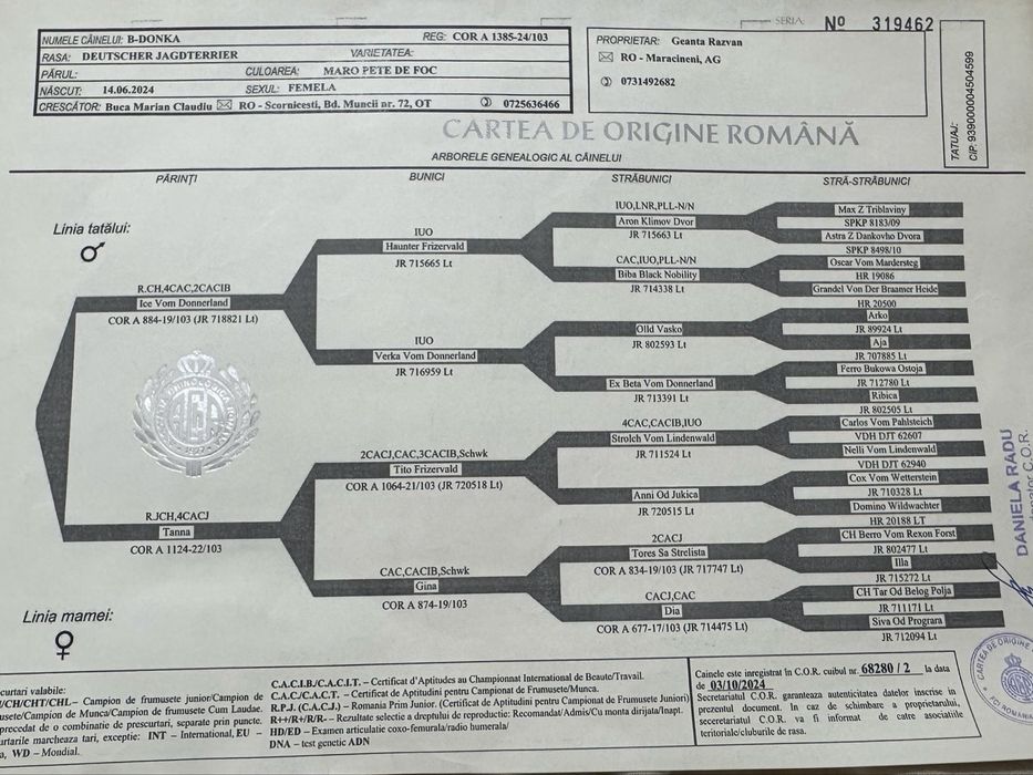 Puppy Jagdterrier / vanatoare