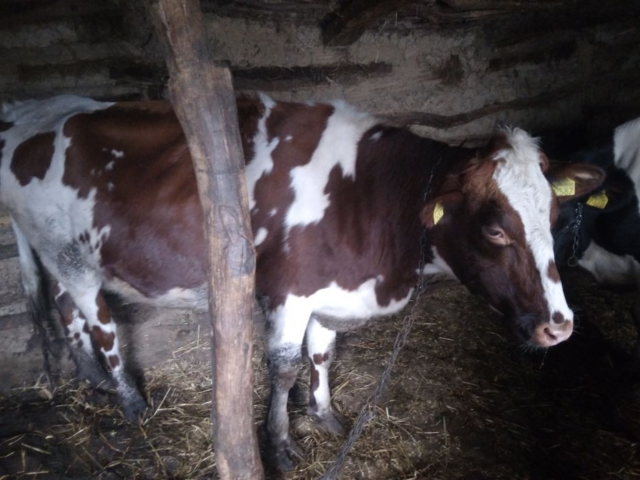 Vând junică de rasă