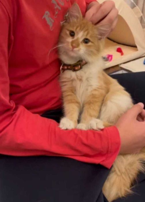 ‼️Котенок, ухоженный, 4-5 месяцев