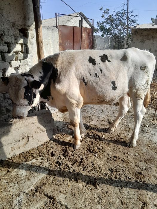 Парода Навос сотилади