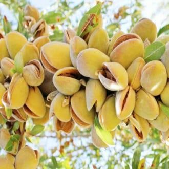 Pomi Fructiferi deosebiti  migdal