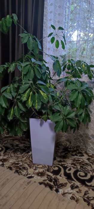 Домашнее растение