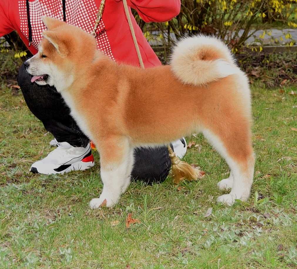 Pui Akita inu, părinți multipli campioni