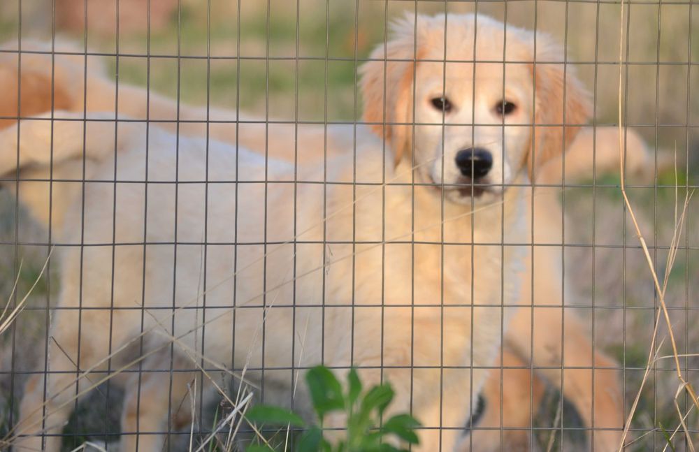 Vand femela golden retriever cu pedigree