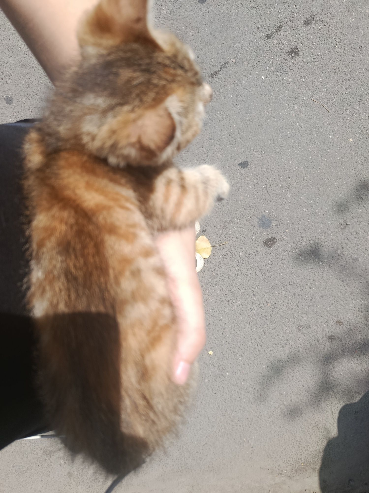 Катенок, девочка
