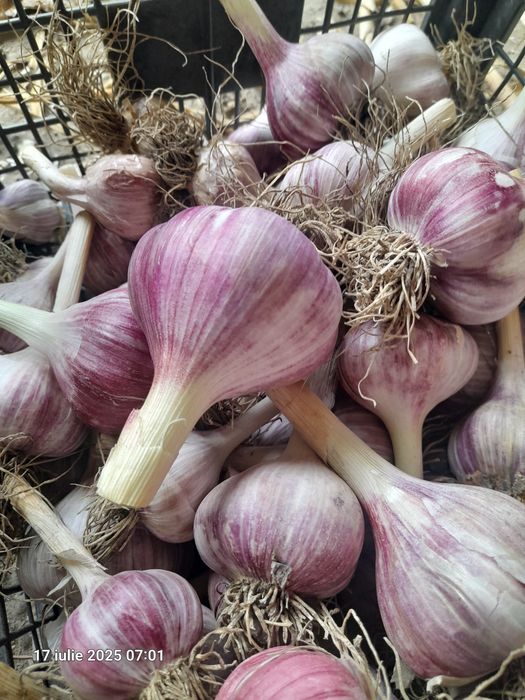 usturoi extra gigant rosu super căței mari românești  aromati gustoși