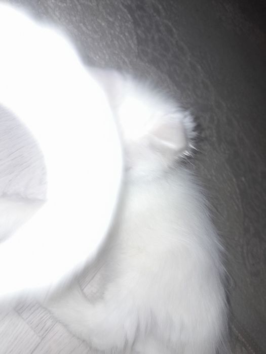 Өте әдемі бұлттай үлпілді ер мысық