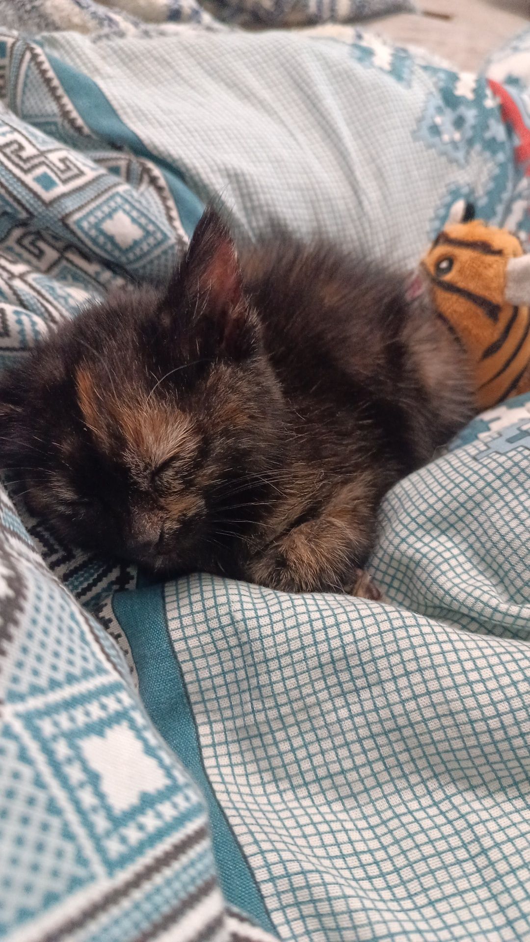 Котенок девочка 2мес