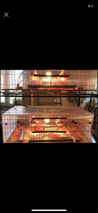 ***Maternitate pui de prepelita,găina,Gașca,fazani,rate,bibilici,etc