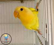 Agapornis Rosseicollis de vânzare
