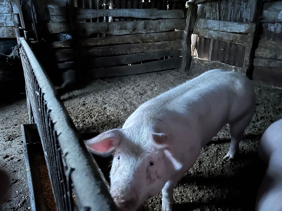 Vând porci grași 100 kg