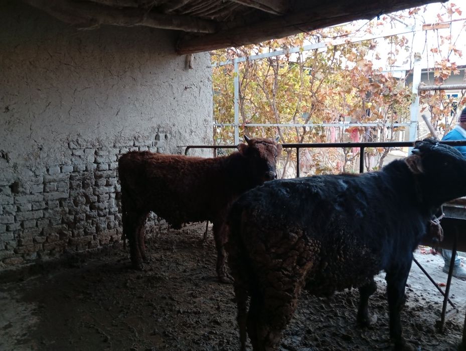 Madaniyat buqalarni. Sogʻlom buqa yeb ichishi yaxshi