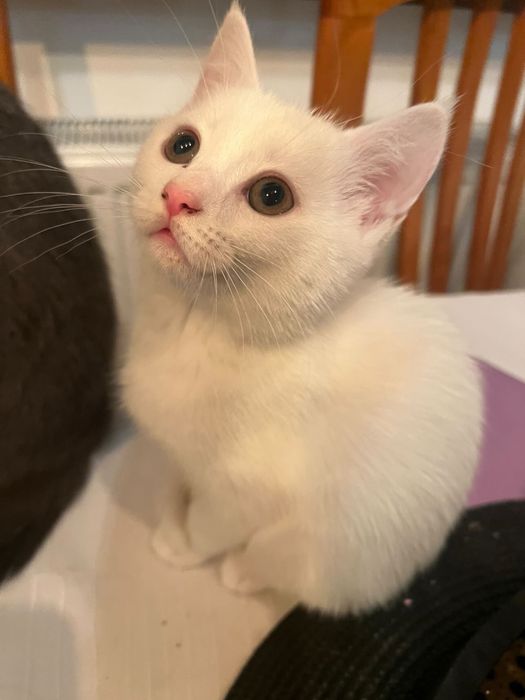 Подаряват се котета