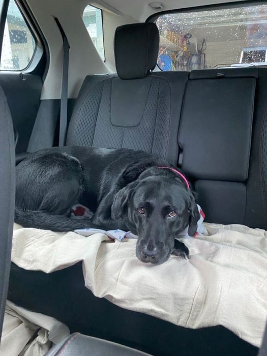 Transport animale de companie NON STOP