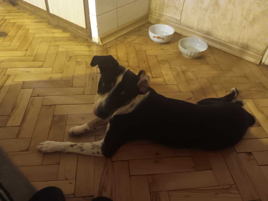 подарявам куче на име рекси