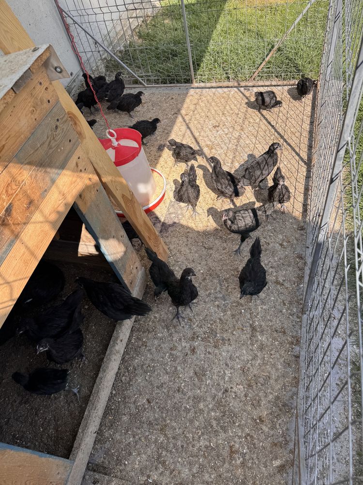 Vand pui rasa australorp gaini si cocosi varsta 2 luni