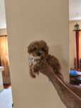 Pui Maltipoo Toy femela