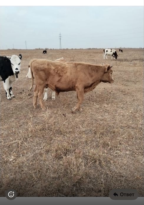 Продаю КРС 1,5 года Быки