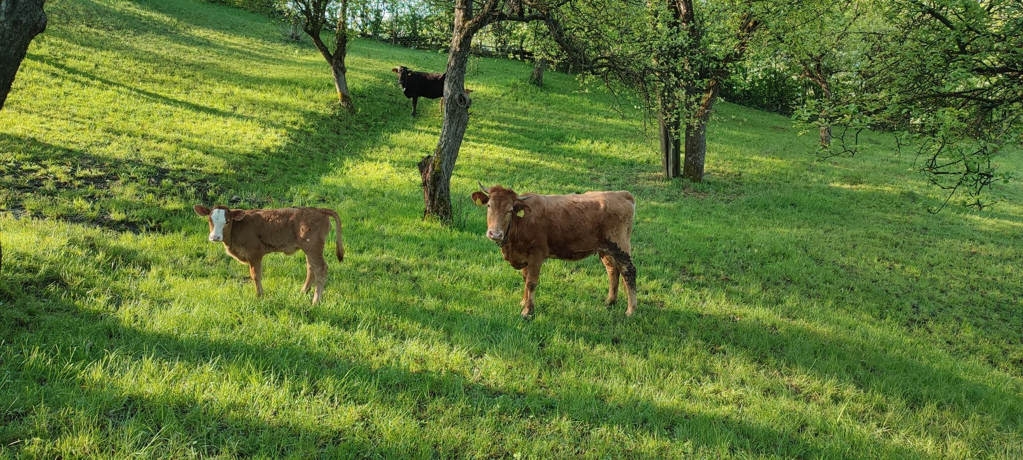 Vand (vaci)  juninci la prima fatare