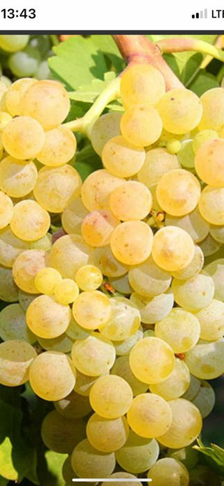 Vand struguri de vin
