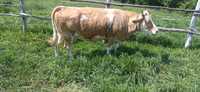 Vaca grasa la 550 kg