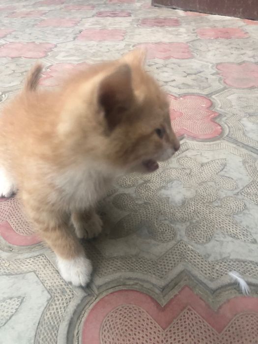 Котята в хорошие руки бесплатно/bepul