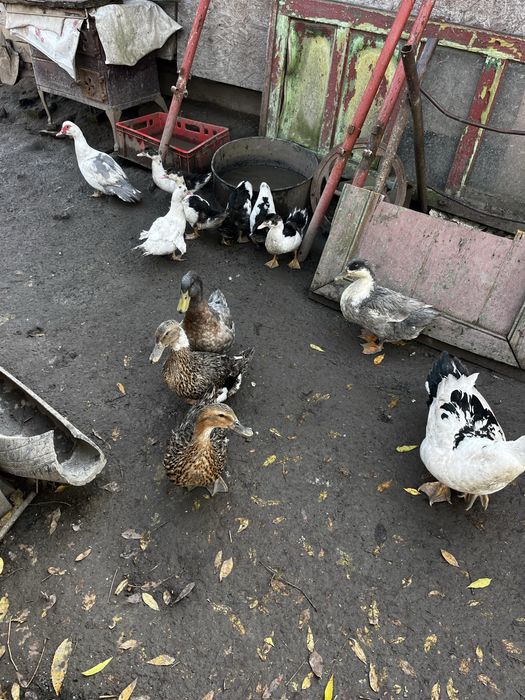 Vand urgent rate mute si macanitoare