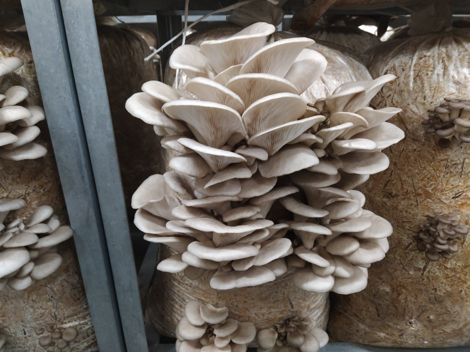 Ciuperci Pleurotus