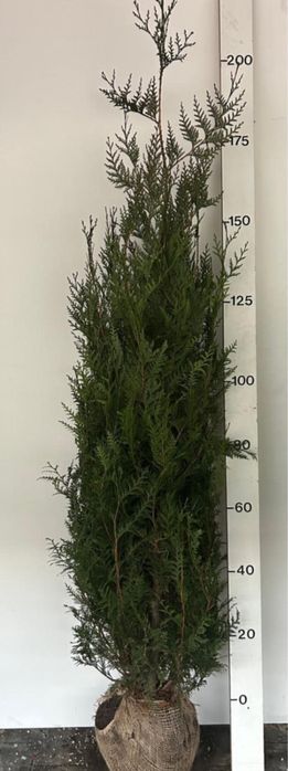 Plante ornamentale