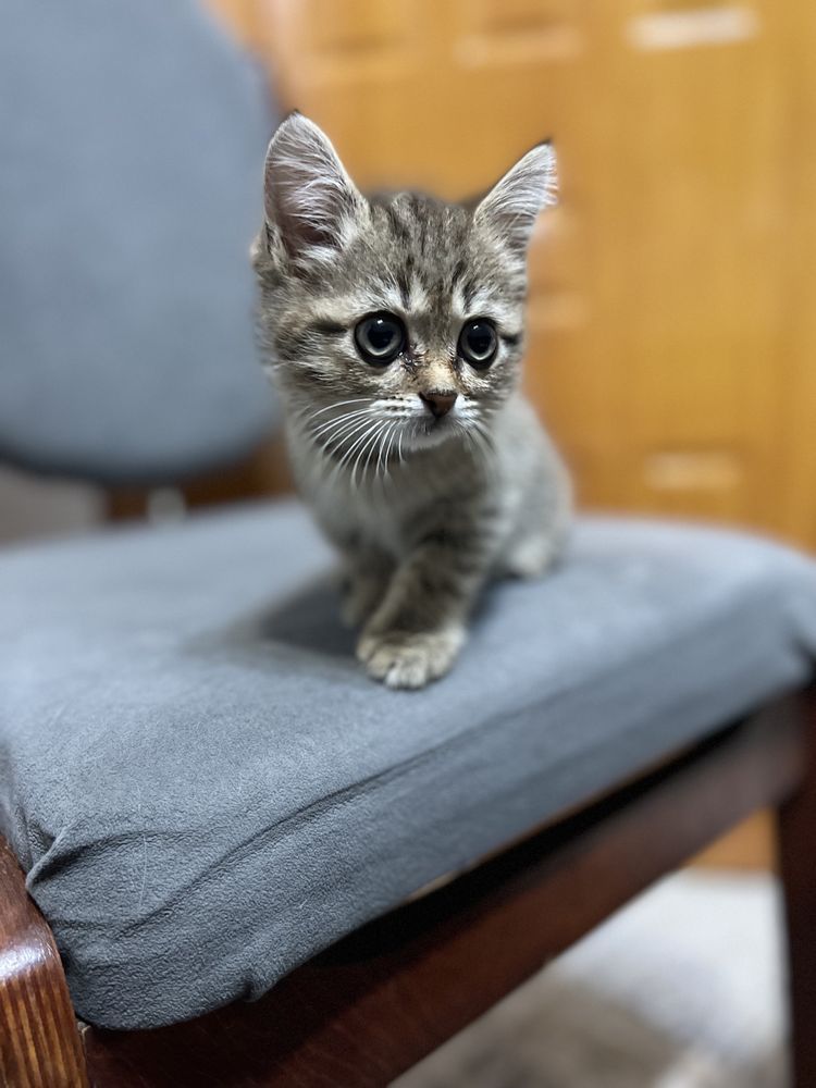 Ищем дом котенку