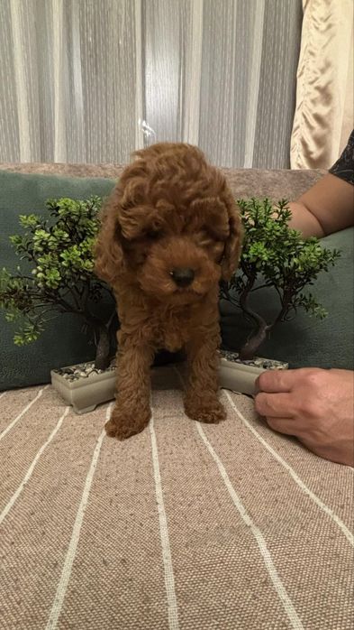 Той Пудел 100% ТОЙ