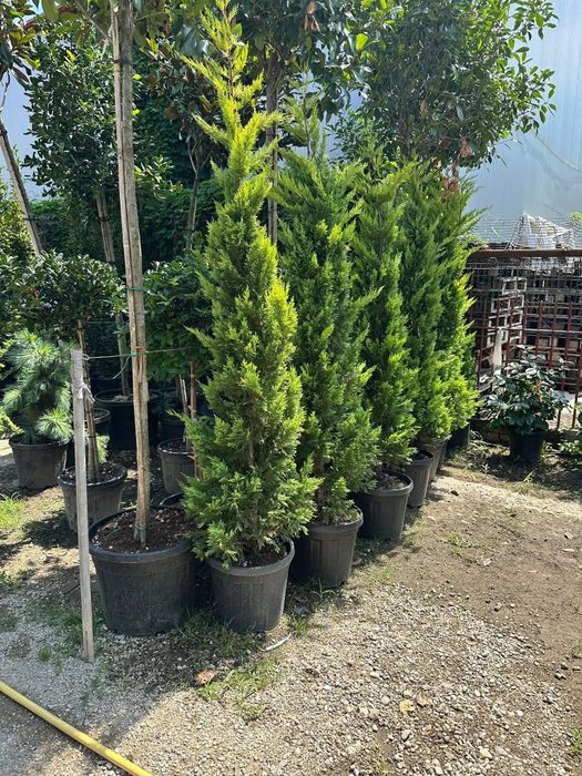 Cupressus leylandii 2.5m - 3m gard viu verde veșnic natural/ en-gros
