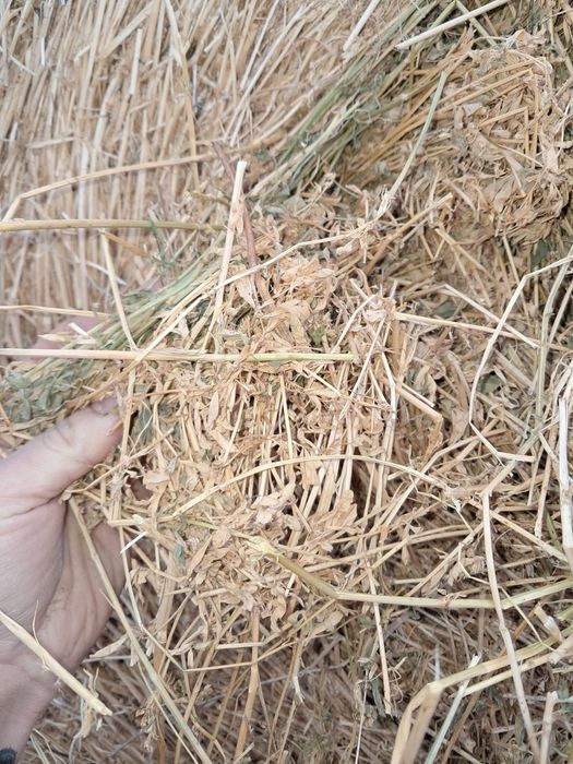 Baloti lucernă coasa 3-4