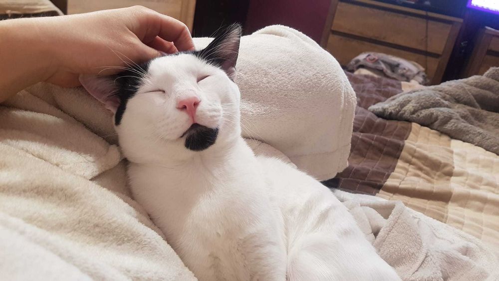 Pet sitter căței și pisici / Plimbat cățel