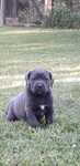 Mascul cane corso cu pedigriee