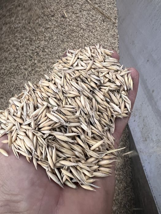 Porumb Boabe Grau Mazare Orz Ovaz Tarata de grau