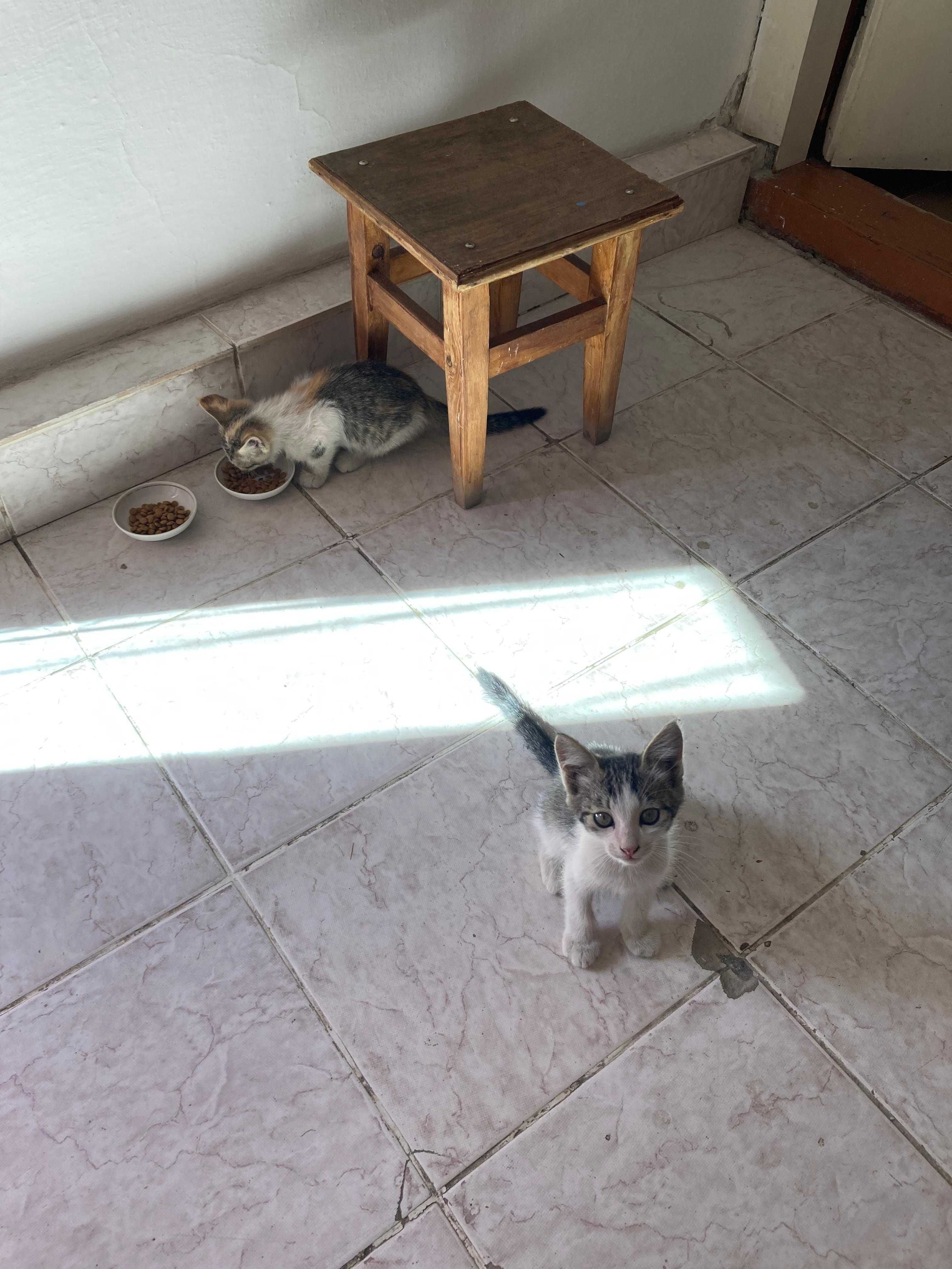 Котята домашние аккуратные