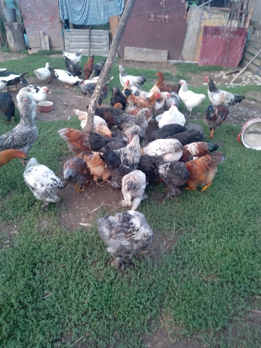 Cocosi de vânzare pentru taiat sau ținut