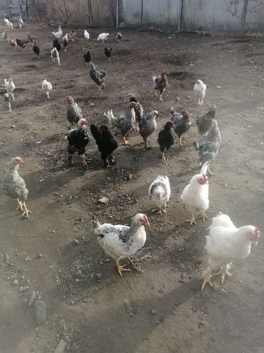 Продам курочек, петушков
