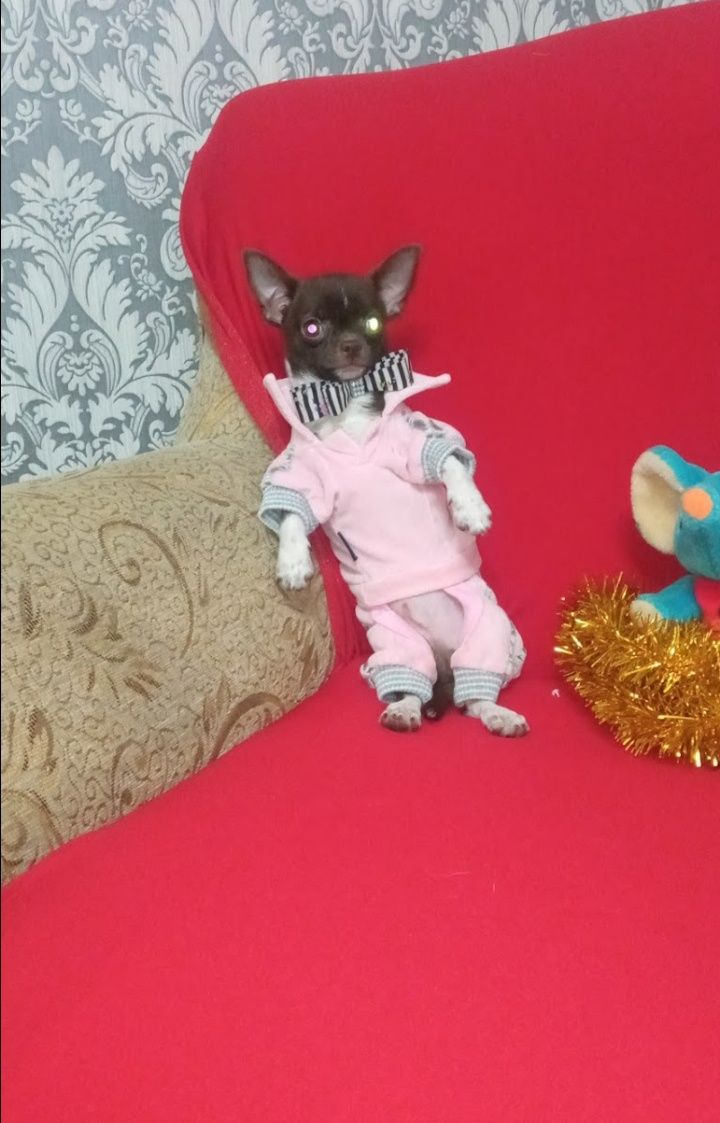 Чихуахуа миник вязка