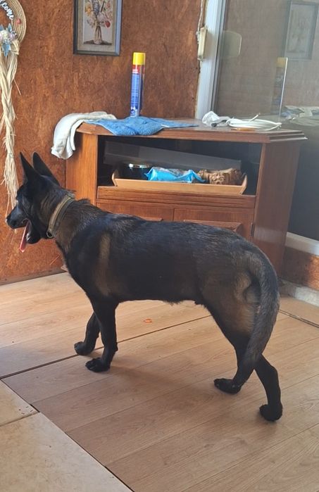 Vând Ciobănesc belgian malinois în vârstă de 8 luni