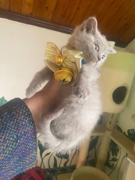 Skotish strayd
Skotch stryad 
900 000