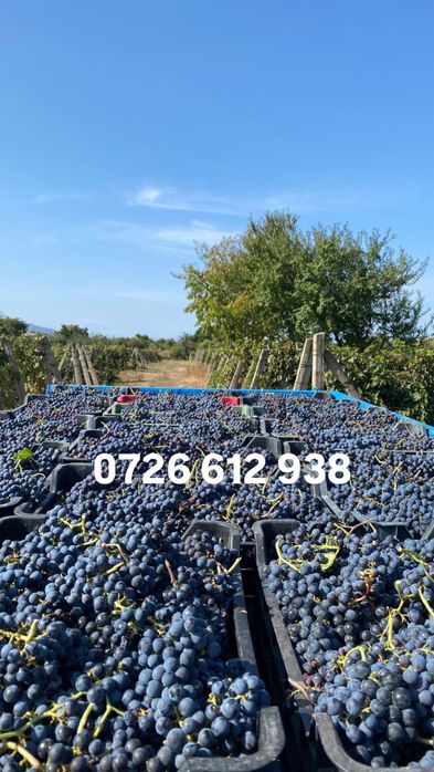 Struguri Merlot de vânzare – Panciu