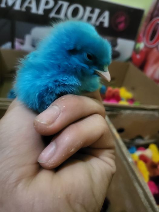 Har hill bor tel doimo yoniq.