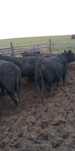 5 taurasi angus media 300kg