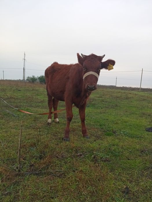 Vand junica varsta 8 luni