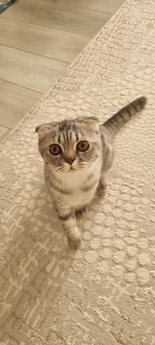 Котенок,вислоухий красавец